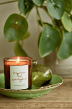Cypress and Eucalyptus Candle
