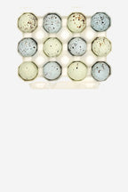 12 Rainbow Lovebird Eggs 150g